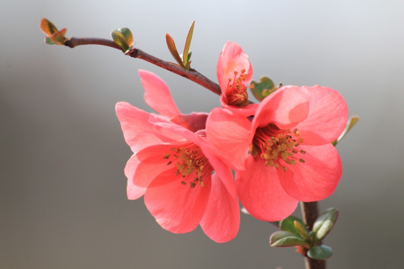 娇艳盛开的贴梗海棠花图(11张高清图片)